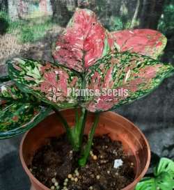 Indoor Plants Collection
