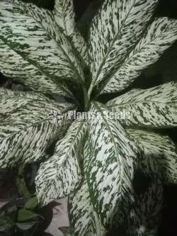 Aglaonema Plants Collection