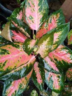 Aglaonema Plants Collection