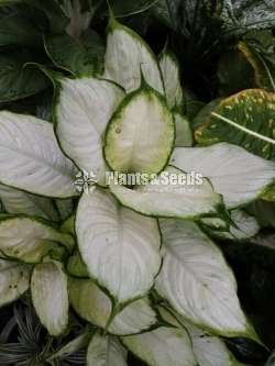 Aglaonema Plants Collection
