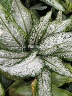 Aglaonema Plants Collection