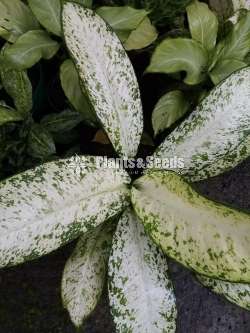 Aglaonema Plants Collection