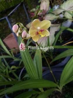 Ground orchids Collection