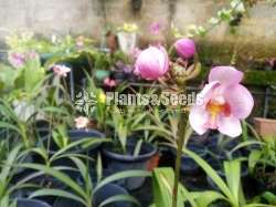 Ground orchids Collection