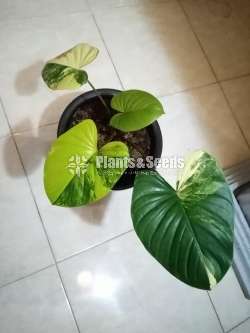 Philodendron White Princess