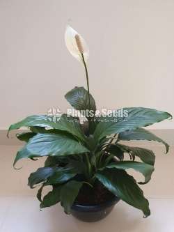 Peace Lilly