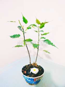 Nuga (Boo) Tree Bonsai