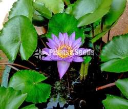  Blue water lily (නිල් මානෙල්)