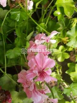 Hanging Geraniums