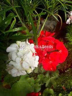 Hanging Geraniums