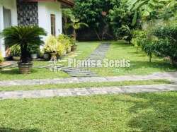 Malaysian Grass