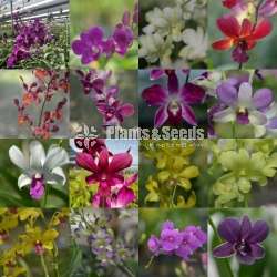 Dendrobium blooming size orchids