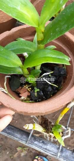Dendrobium blooming size orchids