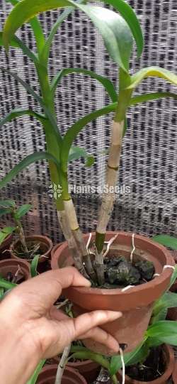 Dendrobium blooming size orchids
