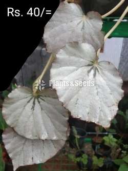 Bigoniyas