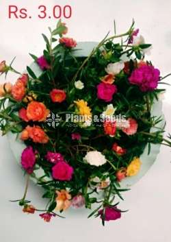 Japan Rosa