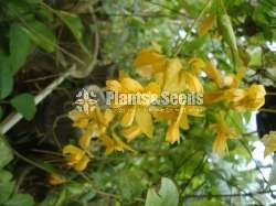 Golden Bell (ගෝල්ඩන් බෙල්)