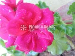 Geranium