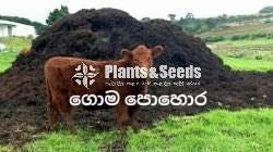 Goma Pohora(Cattle Manure)