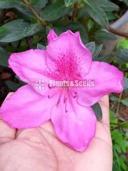 Azelea 