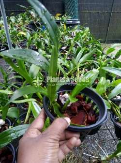 Thailand Dendrobium Orchids