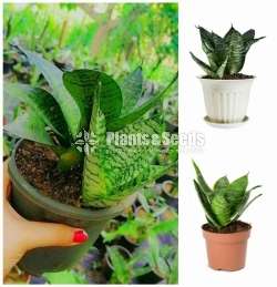 Sansevieria (Snake Plants)