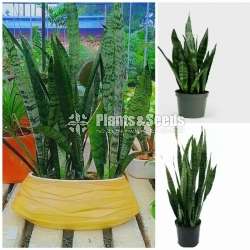 Sansevieria (Snake Plants)