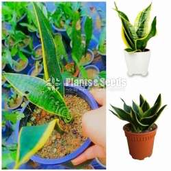 Sansevieria (Snake Plants)