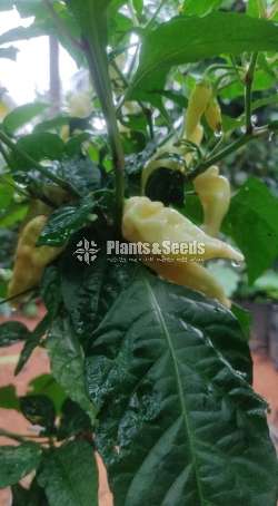 Sudu Kochchi Miris (සුදු මිරිස් )