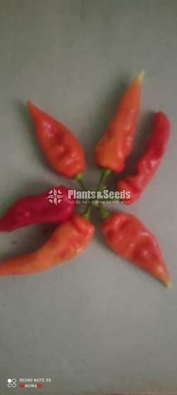 Sudu Kochchi Miris (සුදු මිරිස් )