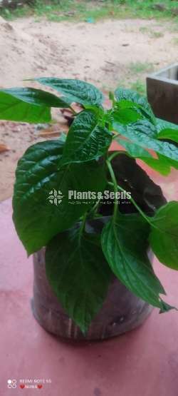Sudu Kochchi Miris (සුදු මිරිස් )