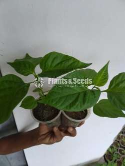 Scotch bonet Nimiris Plants(Dark Green)