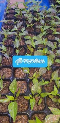  Waraniya (වැරනියා ) Miris
