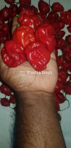Scotch bonet Nimiris Plants(Dark Green)