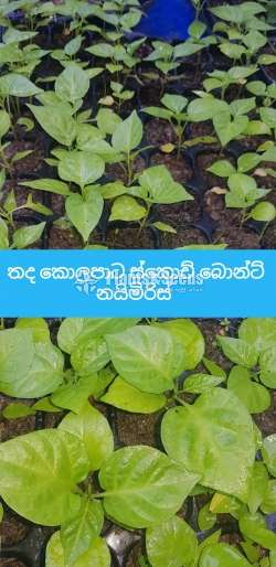 Scotch bonet Nimiris Plants(Dark Green)
