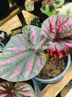 Begonias Collection