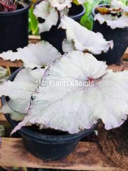 Begonias Collection