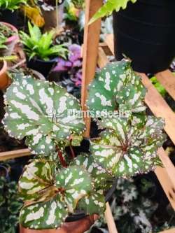Begonia 'Rocheart'