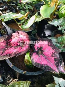Begonias Collection