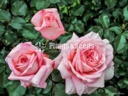 Roses (වර්ණ රැසකින් )