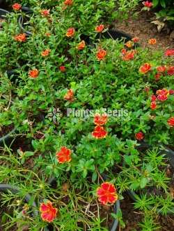 Japan Rosa