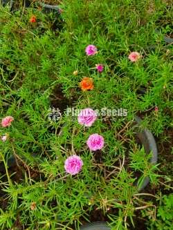Japan Rosa