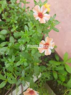 Japan Rosa