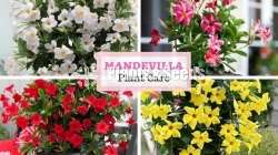 Mandavila (බටර් කප් )