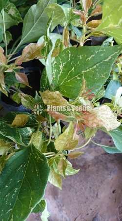 Bougainvillea (බෝගන්විලා)
