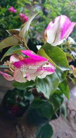 Bougainvillea (බෝගන්විලා)