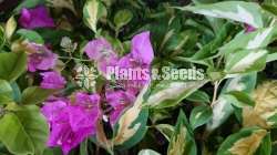Bougainvillea (බෝගන්විලා)