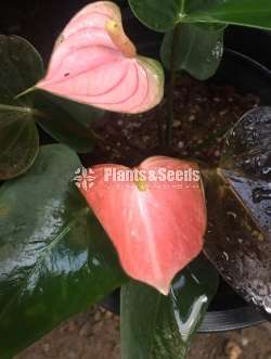 Rainbow Mother plants