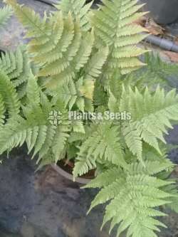 Fern Collection 1