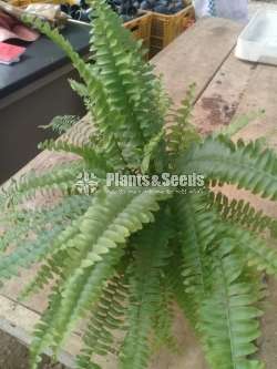 Fern Collection 1